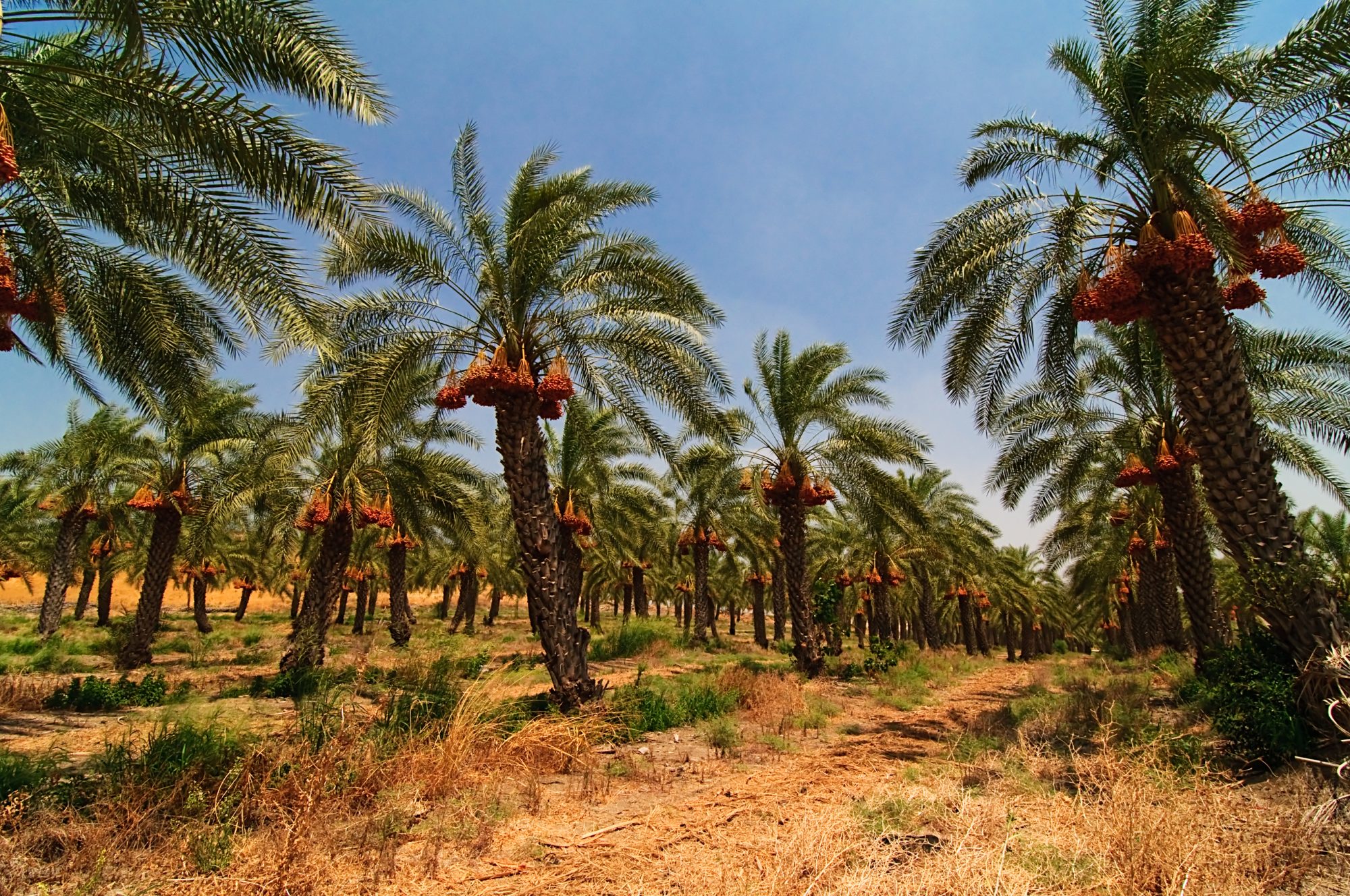 Dates palm fertilization program